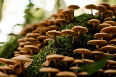 Photo for Honey agaric mushrooms grow on tree stump in forest. Edible agaric forest Armillaria mellea, closeup view - Royalty Free Image