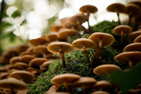 Honig-Agarpilze wachsen zwischen grünem Moos auf Waldlichtungen, Nahaufnahme. Herbstzeit für Pilze