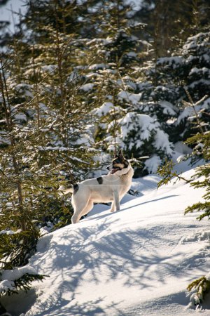 Side view on mixed-breed dog Laika in mountain downhill backlited with sun among snow-covered fir trees. Mountain trip with loyal friend