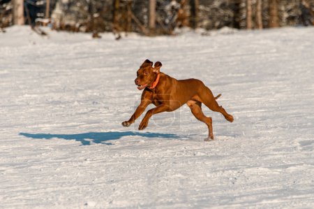Muskulöser Hund, der an einem sonnigen Wintertag durch den Schnee in Richtung Kamera läuft. Lustige Haustiere, Freunde der Familie
