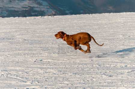 Seitenansicht eines muskulösen braunen Hundes, der an einem sonnigen Wintertag durch den Schnee läuft. Lustige Haustiere, Freunde der Familie