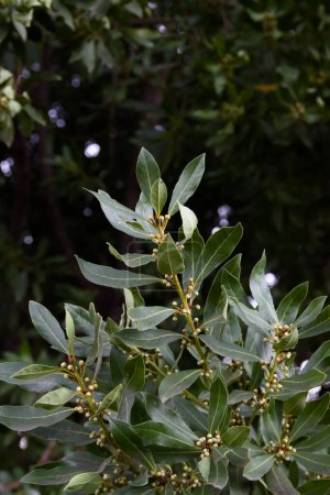 Photo for Close-up of some branches with leaves on a laurel tree with flower buds. Image with copy space - Royalty Free Image