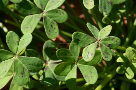 Detalle de algunas hojas de una planta tipo trébol salvaje conocida como Oxalis pes-caprae iluminada por la luz natural en un día soleado
