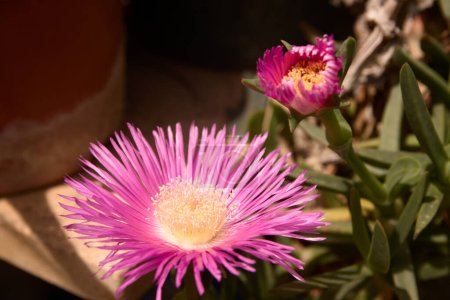 Téléchargez les photos : Deux fleurs de la plante succulente connue sous le nom de griffe de chat ou plante de glace d'origine sud-africaine sur une terrasse - en image libre de droit