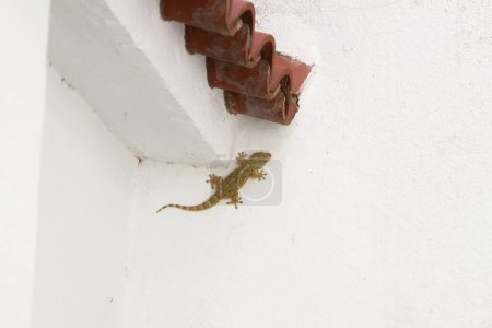Téléchargez les photos : Image d'un gecko (tarentola mauritanica) typique des maisons de la région méditerranéenne sur un mur blanc avec espace de copie - en image libre de droit