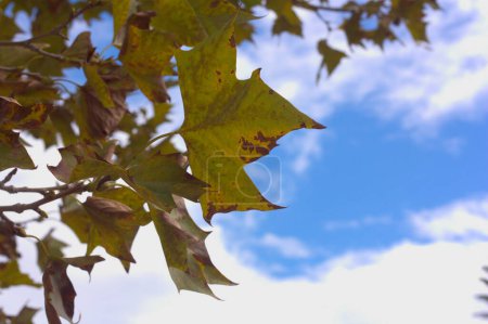 Imagen de algunas ramas y hojas de un Platanus x hispanica con el cielo azul en el fondo como espacio de copia