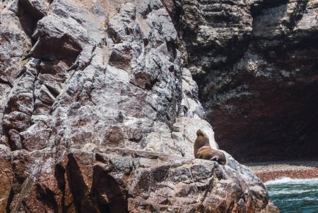 León marino sudamericano en la Reserva Nacional de Paracas, Ica Perú