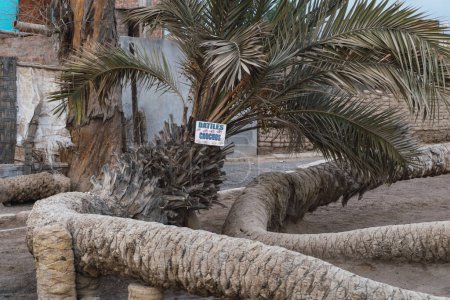 Photo for Seven headed palm tree at Cachiche town, ica peru. Translation on poster: "dates" - Royalty Free Image