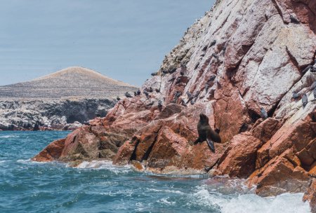 Foto de León marino sudamericano en la Reserva Nacional de Paracas, Ica Perú - Imagen libre de derechos