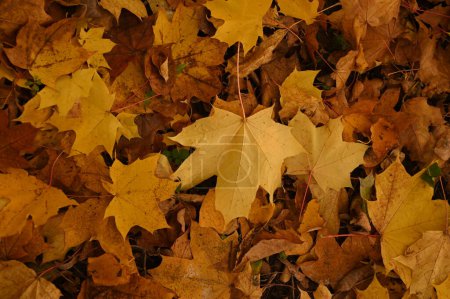Foto de Fondo de las hojas de otoño, concepto de temporada de otoño - Imagen libre de derechos