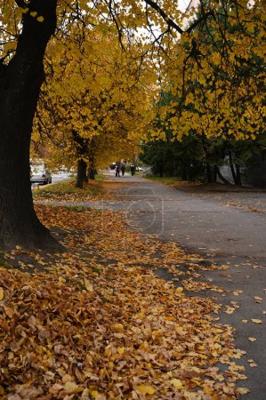 Foto de Otoño parque hojas amarillas caídas - Imagen libre de derechos