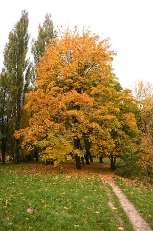 Foto de Otoño parque hojas amarillas caídas - Imagen libre de derechos