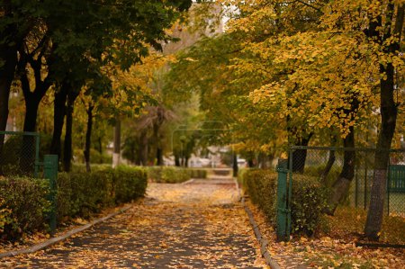 Téléchargez les photos : Automne parc tombé feuilles jaunes - en image libre de droit