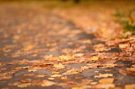 Photo for Autumn park fallen yellow leaves - Royalty Free Image
