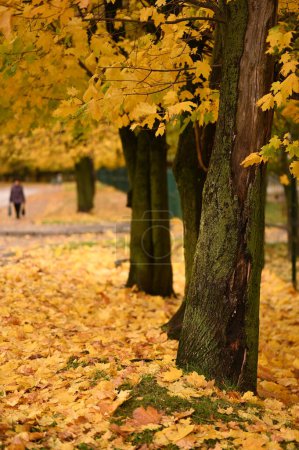 Téléchargez les photos : Beau fond de paysage d'automne avec des arbres - en image libre de droit