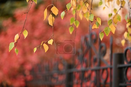 Foto de Valla de metal con hojas de otoño en el parque - Imagen libre de derechos