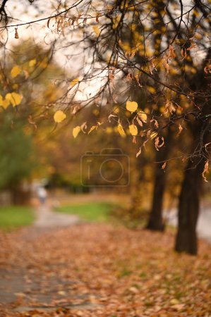 Téléchargez les photos : Belles feuilles colorées dans le parc de la ville d'automne - en image libre de droit