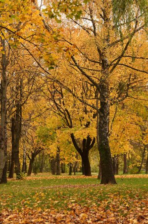 Téléchargez les photos : Belles feuilles colorées dans le parc de la ville d'automne - en image libre de droit