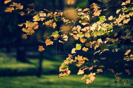 Foto de Hermosas hojas de otoño en el parque de la ciudad - Imagen libre de derechos