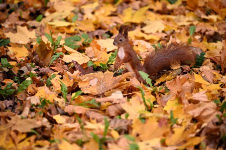 Foto de Ardilla en el suelo con hojas de otoño en el parque de la ciudad - Imagen libre de derechos