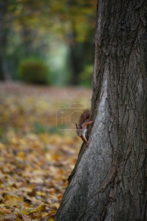 Téléchargez les photos : Écureuil sur le tronc d'arbre dans le parc d'automne - en image libre de droit