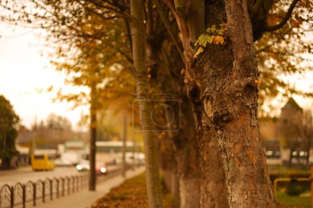 Foto de Parque de la ciudad de otoño. Hermosa temporada de otoño - Imagen libre de derechos