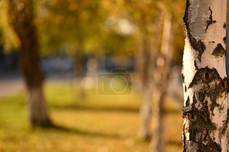 Téléchargez les photos : Beau bouleau dans le parc d'automne - en image libre de droit