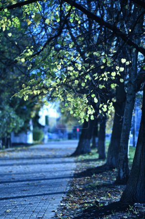 Foto de Árboles hermosos en el parque de otoño de la ciudad - Imagen libre de derechos