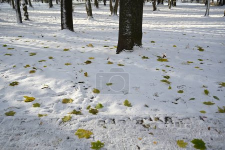 Foto de Invierno nevado en el parque - Imagen libre de derechos