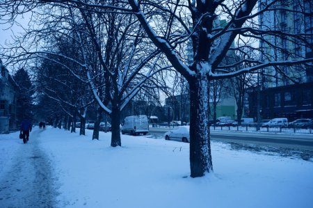Téléchargez les photos : Arbres enneigés dans la rue en hiver - en image libre de droit