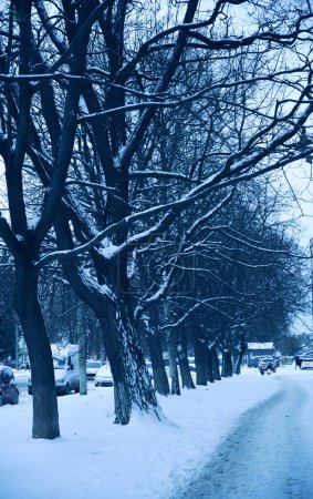 Foto de Invierno paisaje de árboles y carretera en la nieve - Imagen libre de derechos