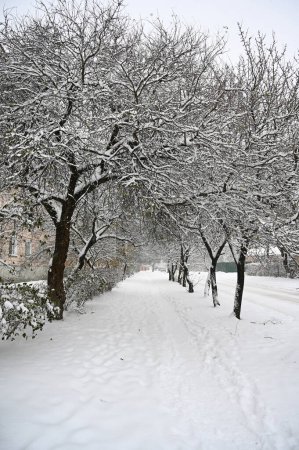 Téléchargez les photos : Arbres enneigés dans la rue en hiver - en image libre de droit