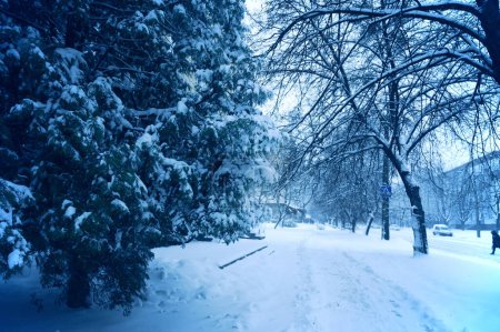 Photo for Snowy trees on street in winter - Royalty Free Image