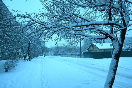 Photo for Snowy trees on street in winter - Royalty Free Image