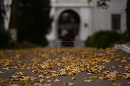 Téléchargez les photos : Un arbre avec des feuilles sur le sol dans la rue - en image libre de droit