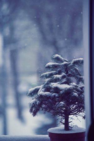 Photo for Snow covered fir tree in pot  by window - Royalty Free Image
