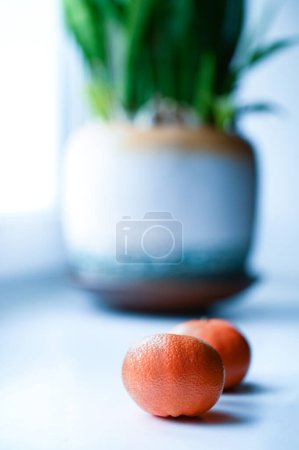 Téléchargez les photos : Plante et deux oranges sur un rebord de fenêtre - en image libre de droit