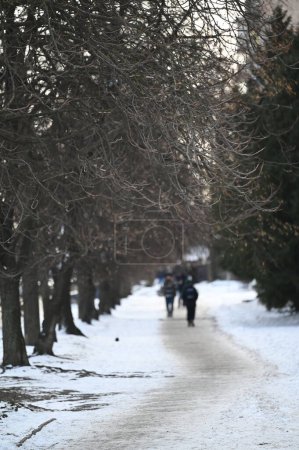 Téléchargez les photos : Arbres dans la rue en hiver - en image libre de droit