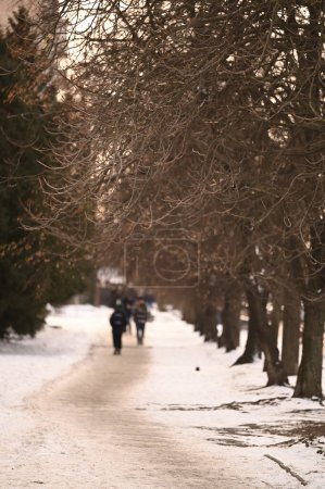 Téléchargez les photos : Arbres dans la rue en hiver - en image libre de droit