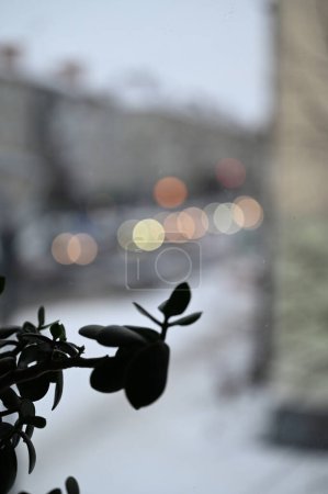 Foto de Una planta con hojas en el alféizar de la ventana - Imagen libre de derechos