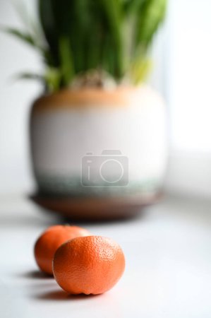 Téléchargez les photos : Deux oranges à côté d'une plante en pot sur le rebord de la fenêtre - en image libre de droit