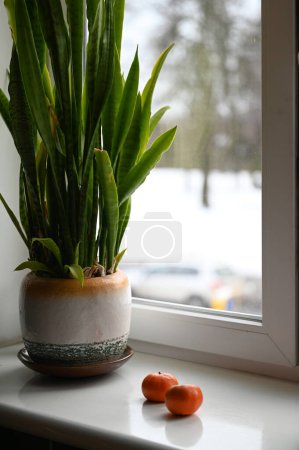 Téléchargez les photos : Une plante en pot et deux oranges sur un rebord de fenêtre - en image libre de droit