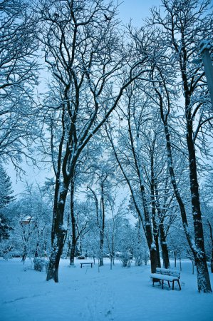 Foto de Árboles nevados en el parque en invierno - Imagen libre de derechos