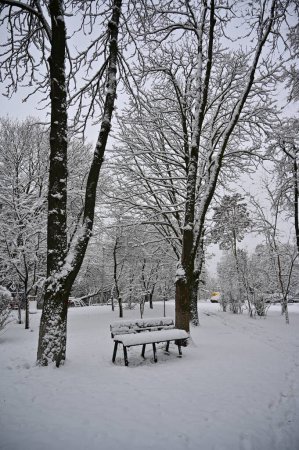Téléchargez les photos : Arbres enneigés dans le parc en hiver - en image libre de droit
