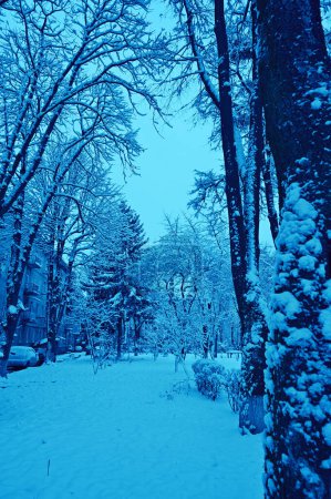 Foto de Árboles nevados en la calle en invierno - Imagen libre de derechos