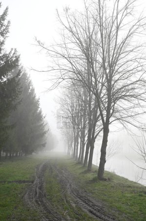 Photo for Beautiful view of the foggy forest - Royalty Free Image