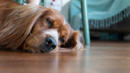 Photo for Portrait of dog lying on the ground at home and looking at the camera. Adorable dog. Mongrel dog mixing of american cocker and irish setter - Royalty Free Image