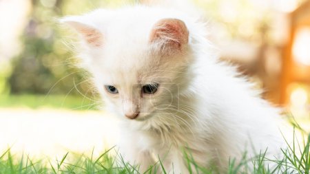 Foto de Turkish Van Cat. Van Kedisi. Lindo gatito blanco con ojos coloridos. Enfoque selectivo incluido. Concepto de día internacional Cat. - Imagen libre de derechos