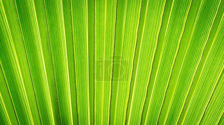 Foto de Primer plano de la hoja de palma. hoja de palmera verde primer plano fondo. - Imagen libre de derechos