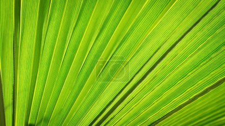 Foto de Primer plano de la hoja de palma. hoja de palmera verde primer plano fondo. - Imagen libre de derechos